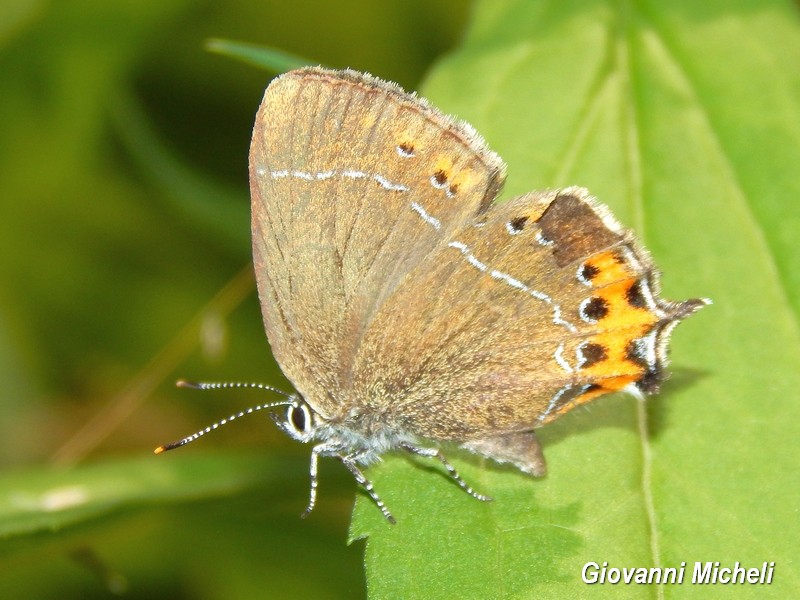 Alla ricerca del Satyrium pruni